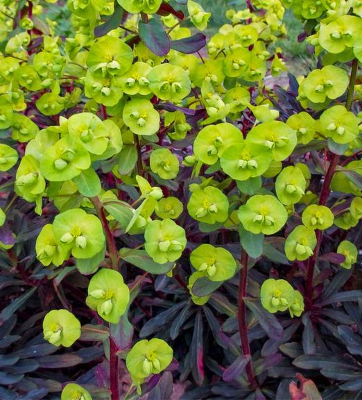 Euphorbia amygdaloides 'Purpurea'